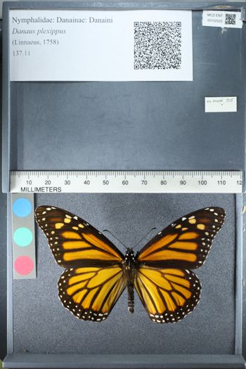 Media type: image;   Entomology 152522